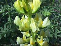 Lupinus microcarpus densiflorus, Chick Lupine