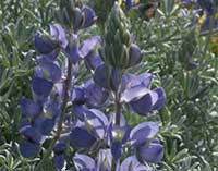 Lupinus albifrons, Silver Bush Lupine