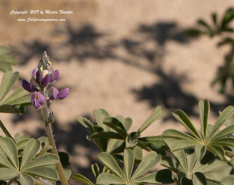 Lupinus arizonicus, Arizona Lupine foliage