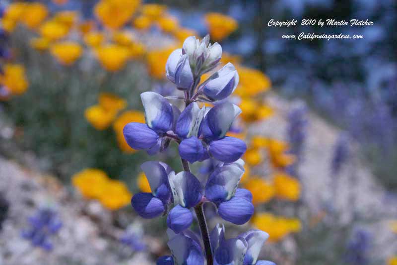 Lupinus bicolor, Miniature Lupine