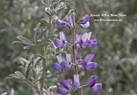 Lupinus chamissonis, Dune Bush Lupine, Chamisso Bush Lupine