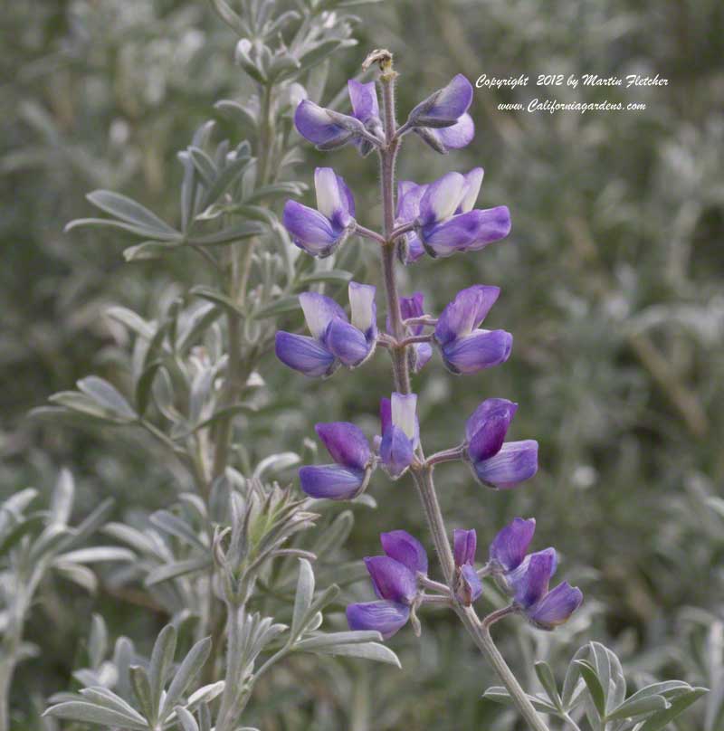 Lupinus chamissonis, Dune Bush Lupine, Chamisso Bush Lupine