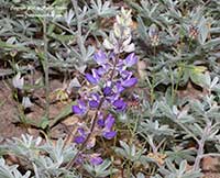 Lupinus exubitus, Grape Soda Lupine