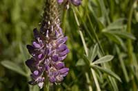 Lupinus grayi, Sierra Lupine
