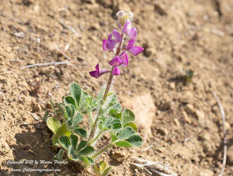 Lupinus hirsutissimus, Stinging Lupine