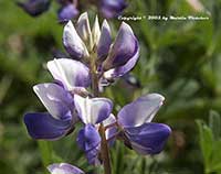 Lupinus succulentus, Succulent Lupine