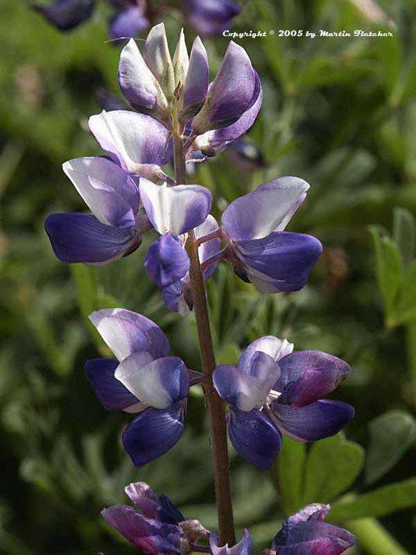 Lupinus succulentus, Succulent Lupine, Arroyo Lupine