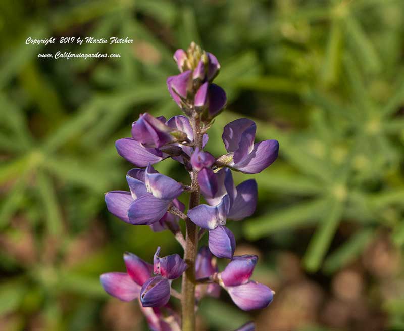 Lupinus truncatus, Collared Annual Lupine