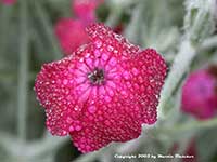 Lychnis coronaria, Rose Campion, Jonny Prick Nose