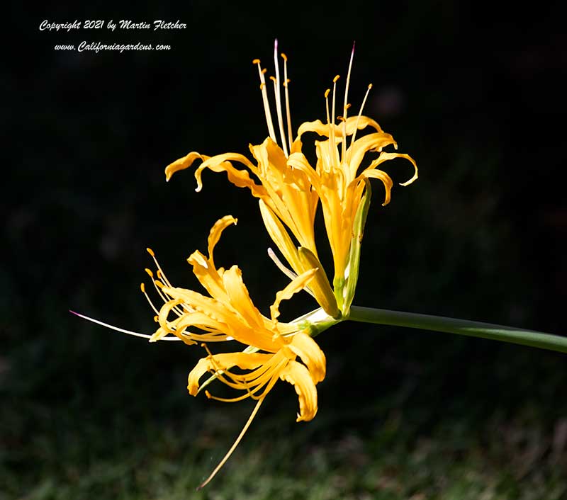 Lycoris aurea, Golden Spider Lily