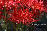 Lycoris radiata, Red Spider Lily, Red Magic Lily, Corpse Flower, Equinox Flower