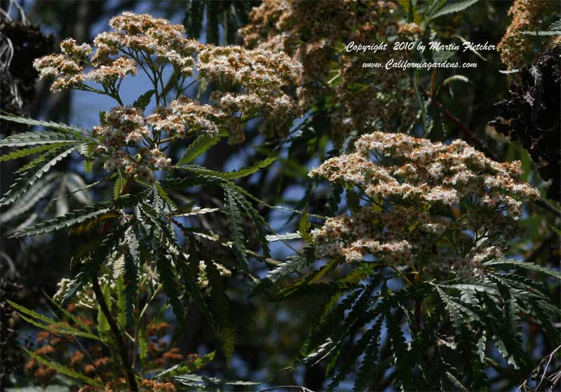 Lyonothamnus floribundus, Catalina Ironwood