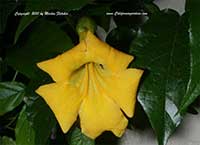 Macfadyena unguis cati, Cat's Claw Vine