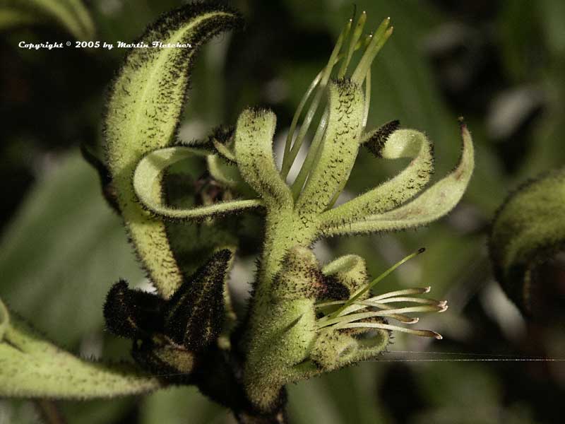 Macropidia fuliginosa, Black Kangaroo Paws