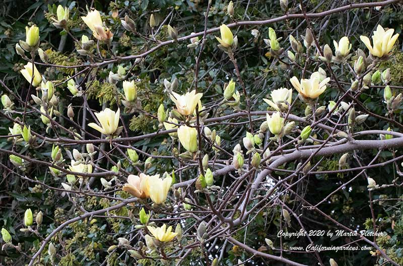 Magnolia Butterflies