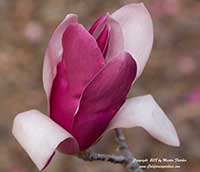 Magnolia Royal Crown, Royal Crown Magnolia