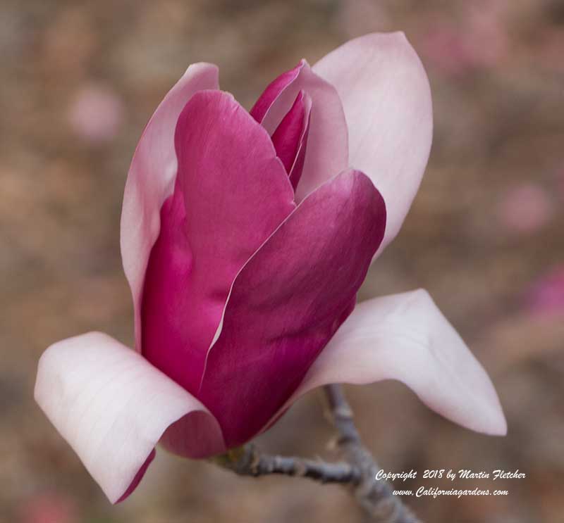 Magnolia soulangiana Royal Crown