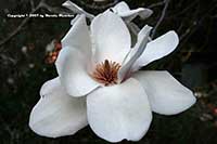 Magnolia Brozzonii, Brozzonii Saucer Magnolia