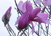 Magnolia Galaxy, Galaxy Magnolia
