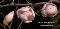 Magnolia Alexandrina, Alexandrina Magnolia