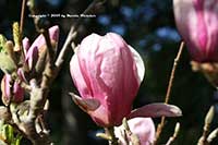 Magnolia soulangiana, Saucer Magnolia