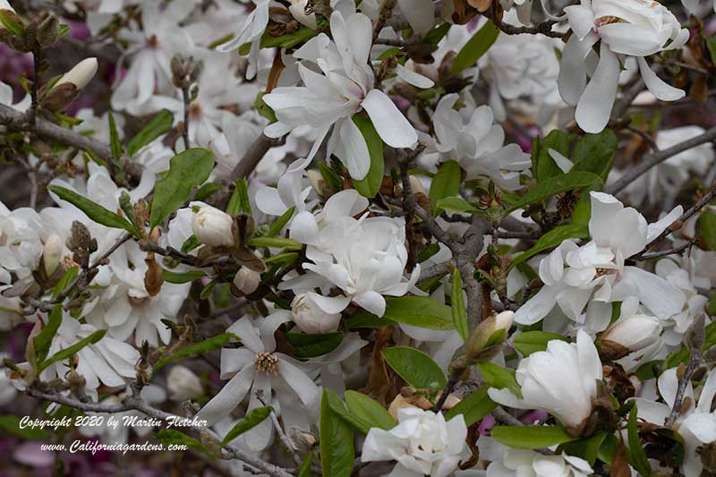 Magnolia stellata Royal Star