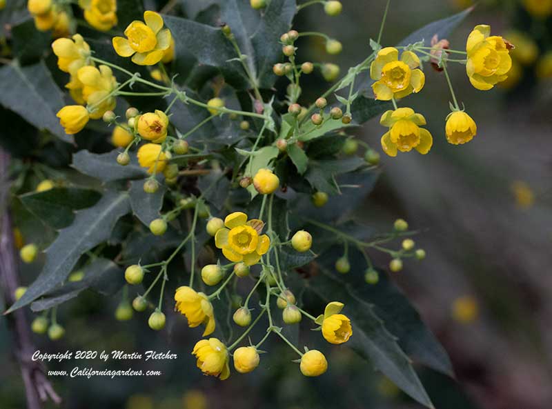 Mahonia nevinii, Nevin's Barberry