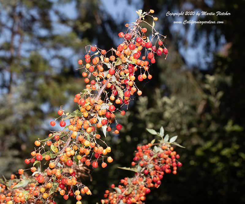 Mahonia nevinii, Nevin's Barberry Berries