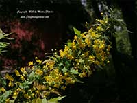 Berberis nevinii, Nevin's Barberry