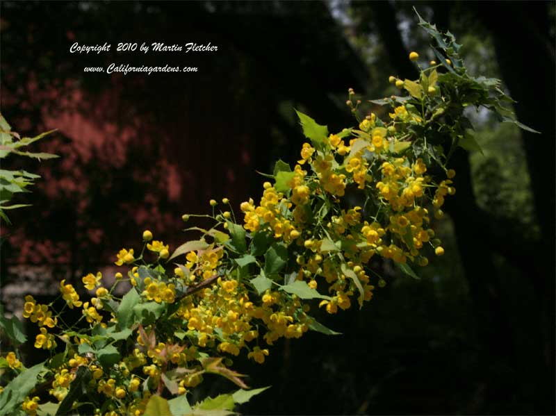 Mahonia nevinii, Nevin's Barberry