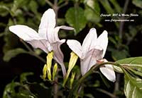 Makaya bella, Forest Bell Bush