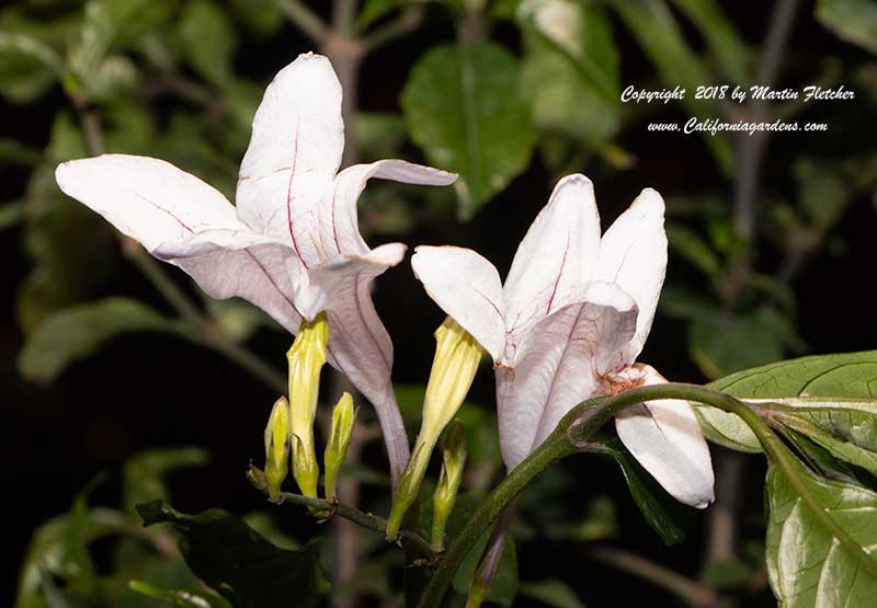 Mackaya bella, Forest Bell Bush