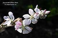 Malacothamnus clementinus, San Clemente Bush Mallow
