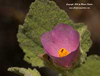 Malacothamnus davidsonii, Davidson's Bush Mallow