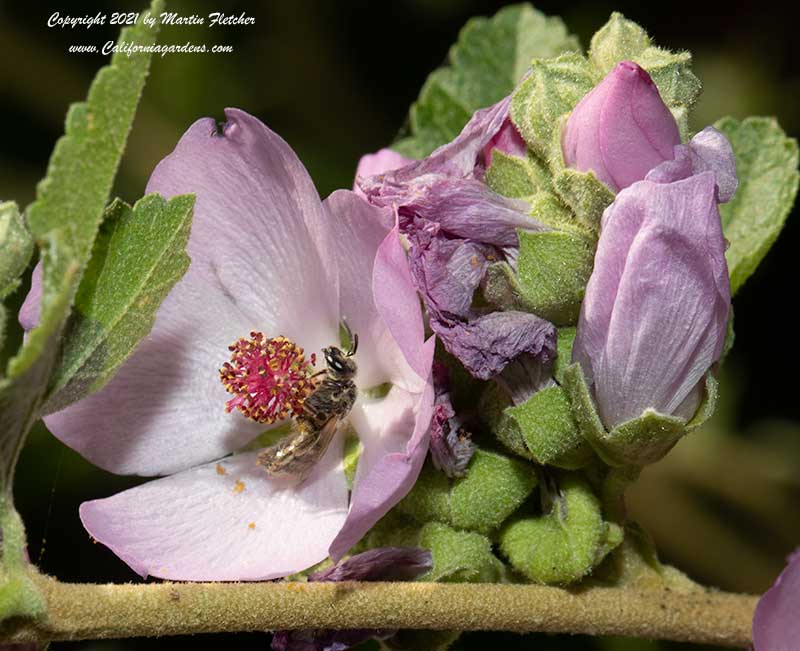 Malacothamnus densiflorus, Yellow Stem Bush Mallow