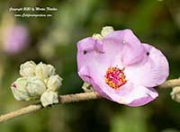 Malacothamnus densiflorus * Yellow Stem Bush Mallow