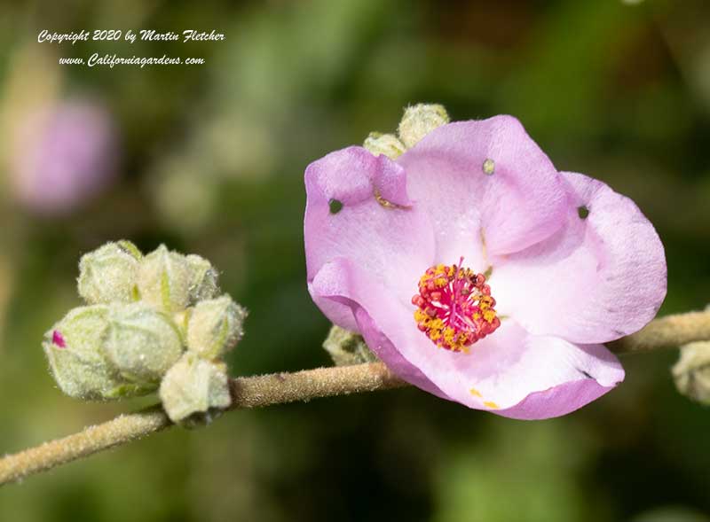 Malacothamnus densiflorus, Yellow Stem Bush Mallow