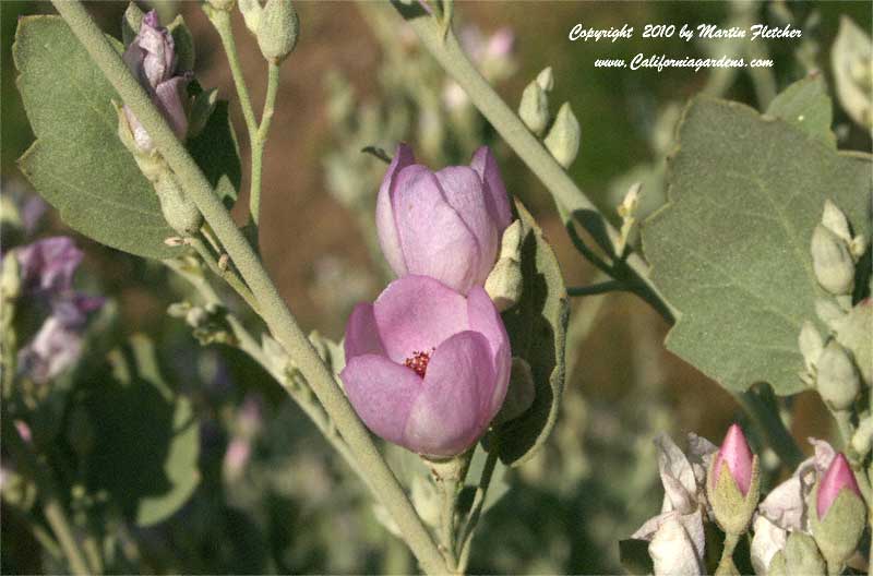 Malacothamnus fasciculatus, Chaparral Bush Mallow