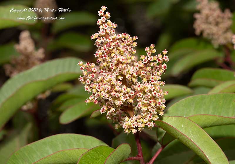 Malosma laurina, Laurel Sumac