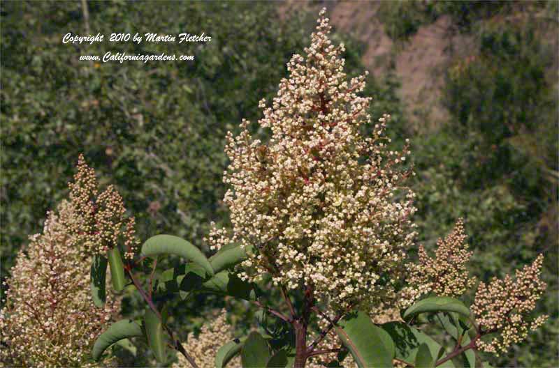 Malosma laurina, Laurel Sumac