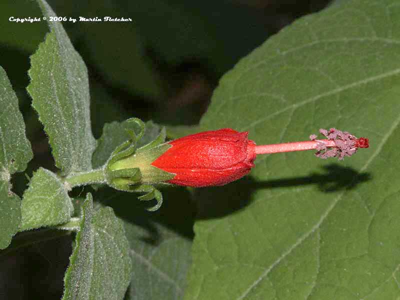 Malvaviscus arboreus, Turk's Cap