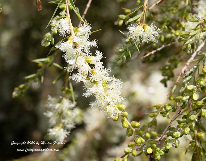 Melaleuca alternifolia, Tea Tree