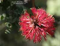 Granite Honey Myrtle, Melaleuca elliptica