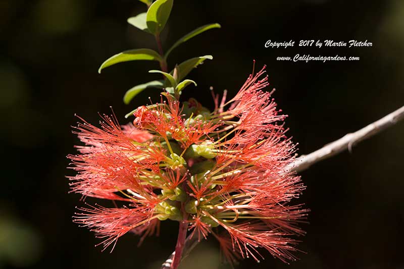 Melaleuca hypericifolia, Hillock Bush