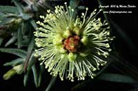 Melaleuca incana, Gray Honey Myrtle