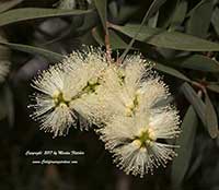 Paperbark Tree, Melaleuca quinquenervia