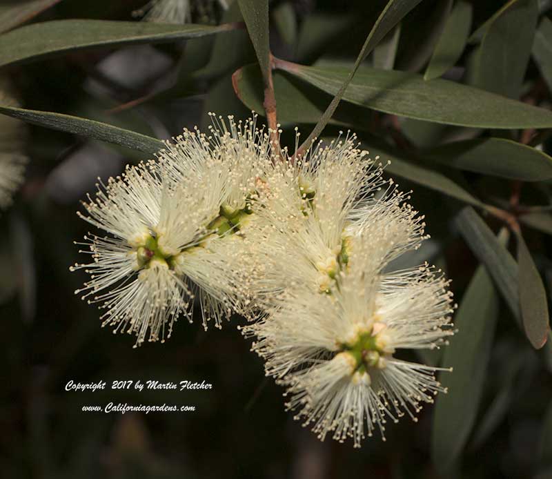 Melaleuca quinquenervia, Paperbark Tree, Punk Tree