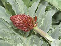 Melianthus major, Honey Bush