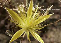 Mentzelia laevicaulis, Blazing Star