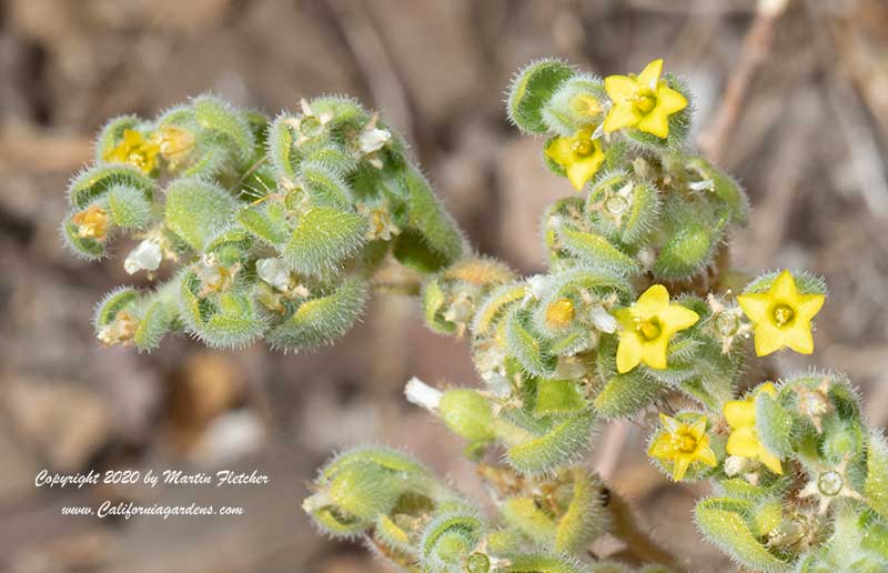 Mentzelia micrantha, Chaparral Blazing Star